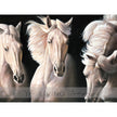 Stallions in the Wild