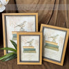 Avian Noir Frames (Bird Printed, Dark Brown)